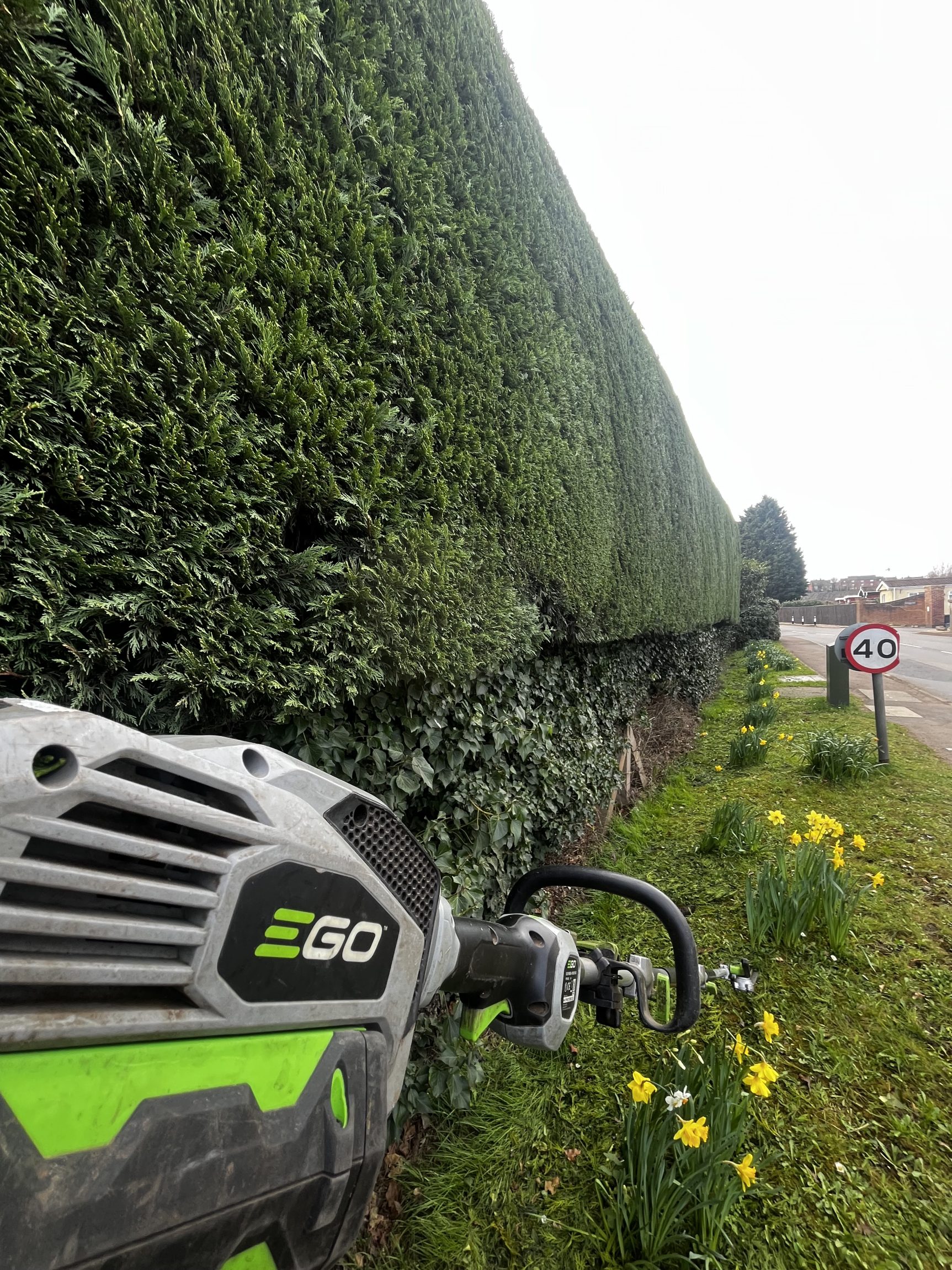 Annual conifer hedge trim