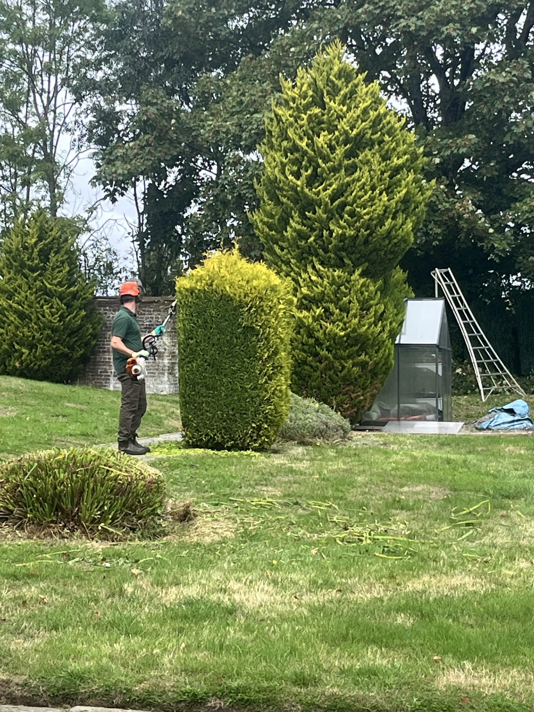 Shaping a conifer by Elliott & Morgan