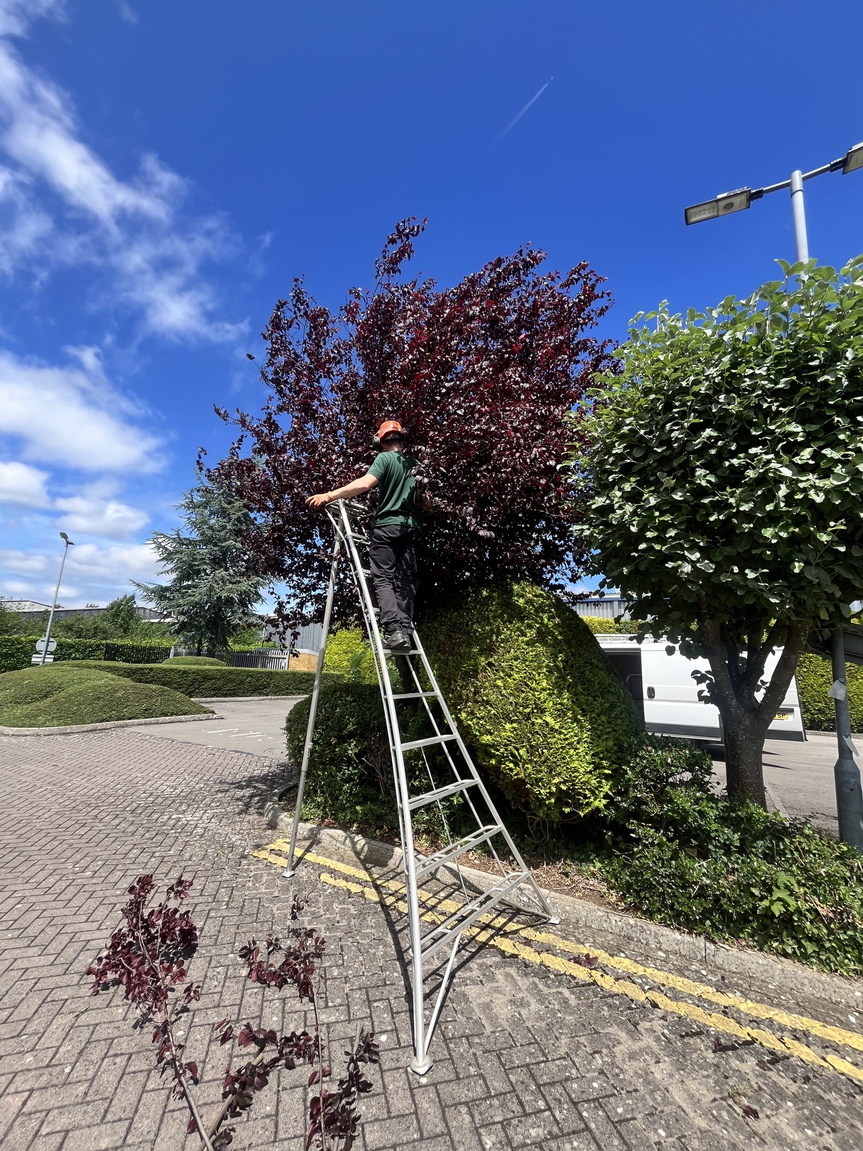 Tree crown reduction by Elliott & Morgan