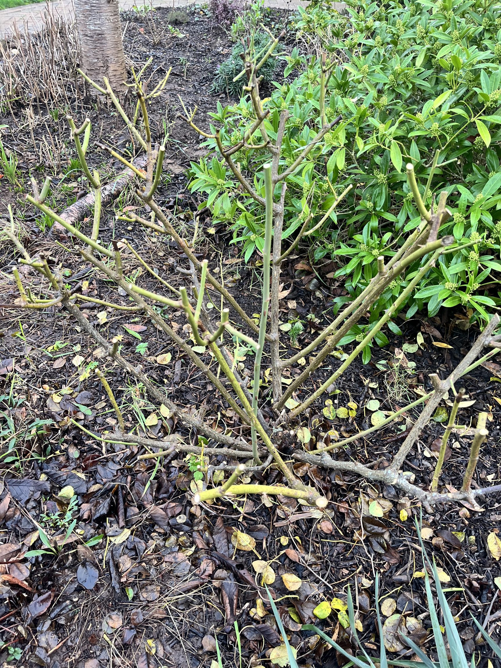 Winter rose pruning by Elliott & Morgan