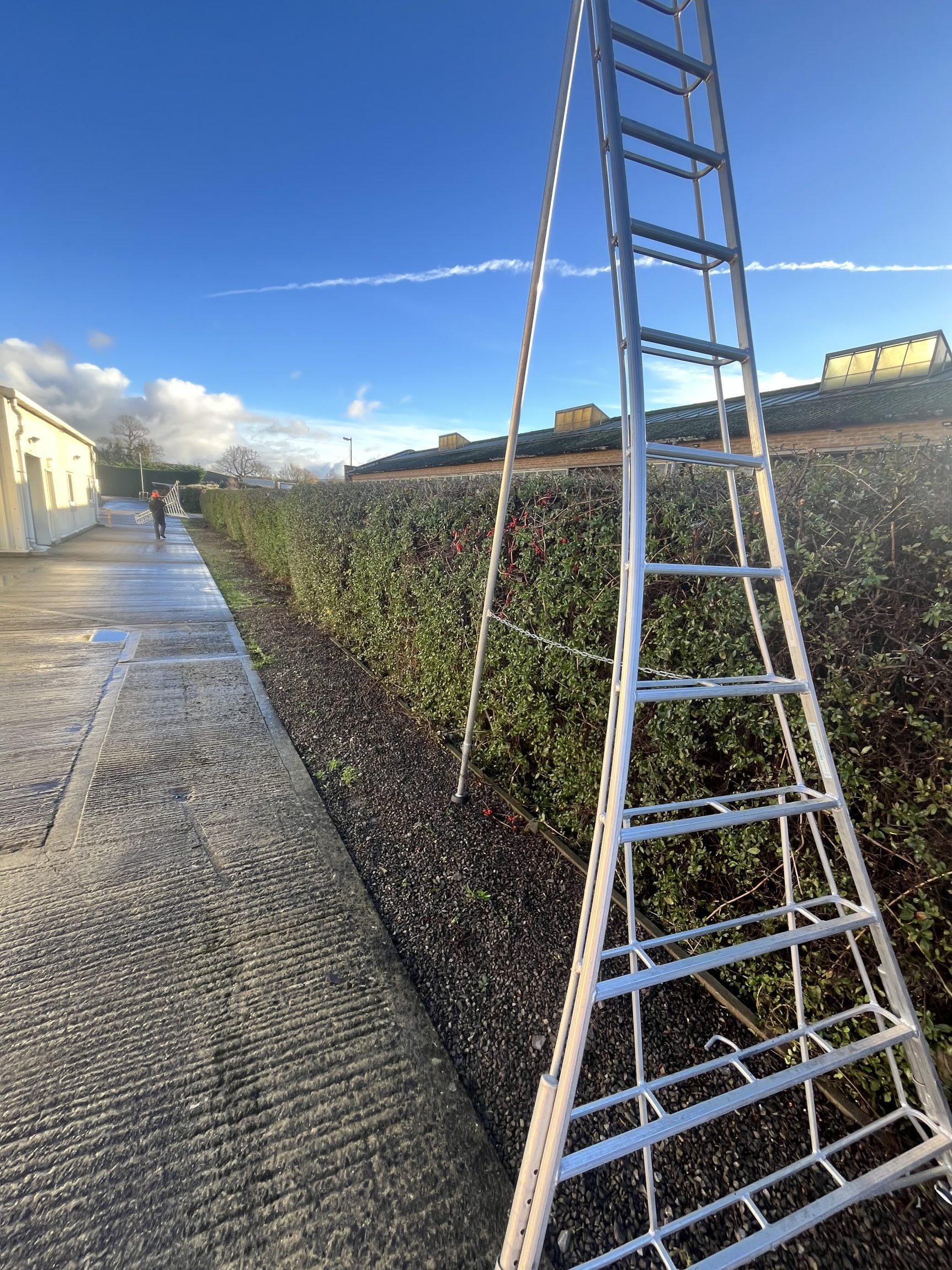 Pyracantha reduction carried out by Elliott & Morgan Grounds Maintenance