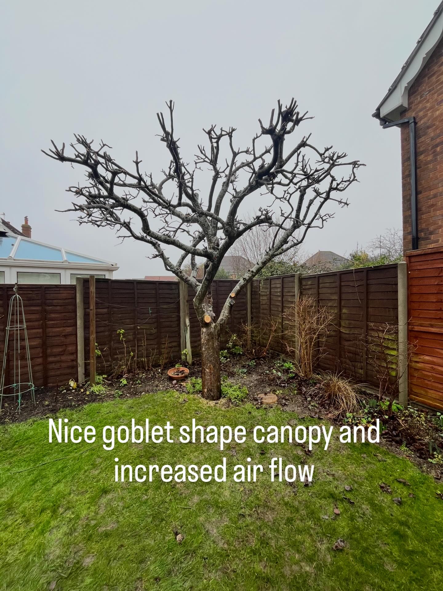 Apple tree pruning by Elliott & Morgan